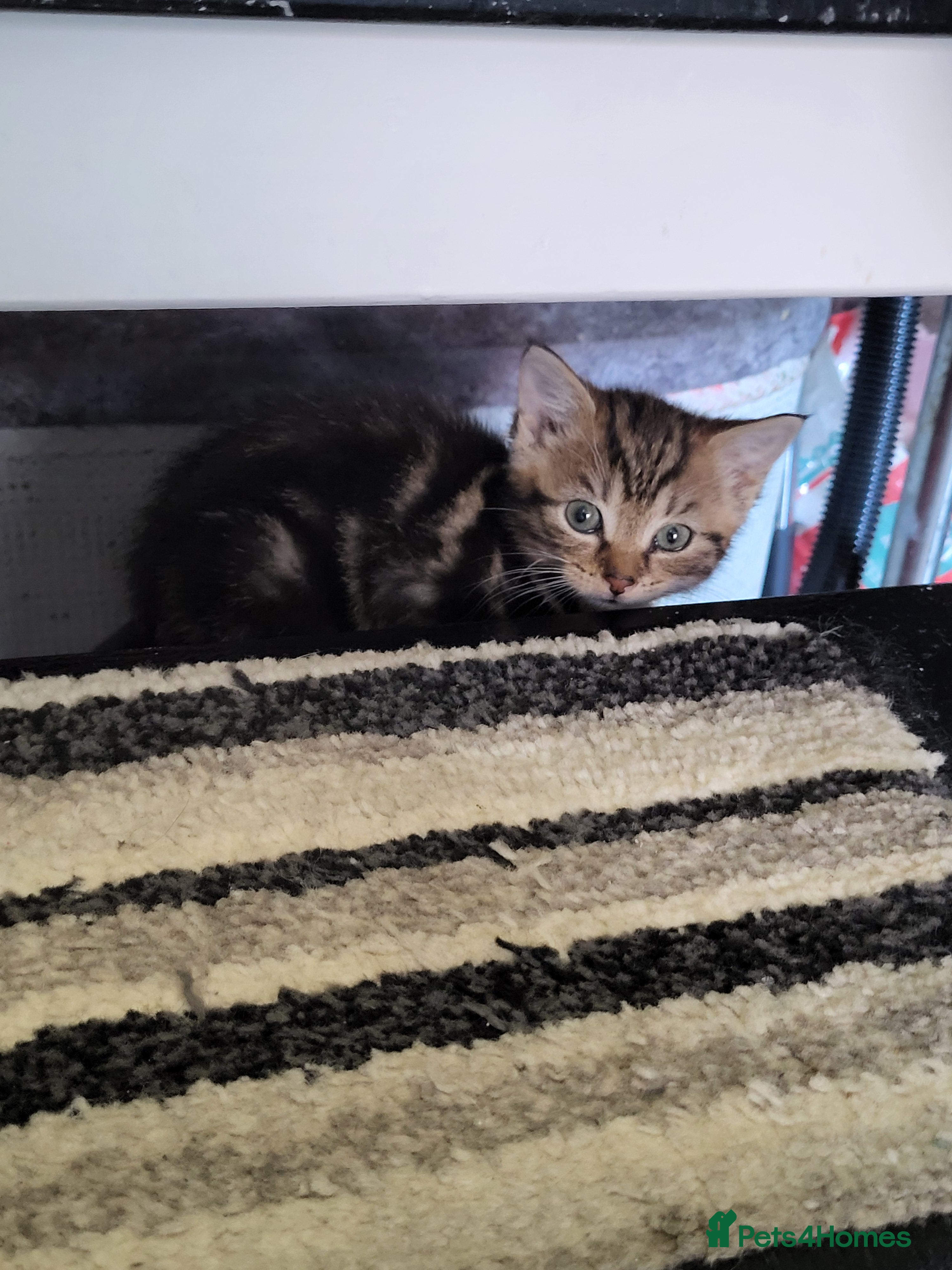 Mixed Breed cats Beautiful mixed kittens  - Advert 10