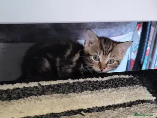 Mixed Breed cats Beautiful mixed kittens - Advert 10