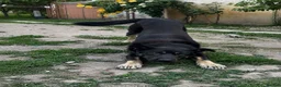 Mixed Breed dogs for adoption: Please Read Oreo’s Story 😔  - Advert 4