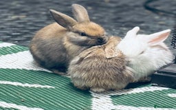Mini Lop rabbits for sale: Mini Lops & H/LopxLion nearly7w Read description) - Image 13