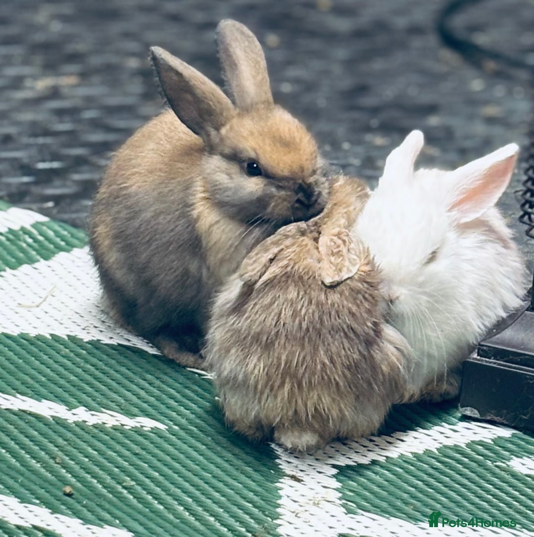 Mini Lop rabbits for sale: Mini Lops & H/LopxLion nearly7w Read description) - Image 13