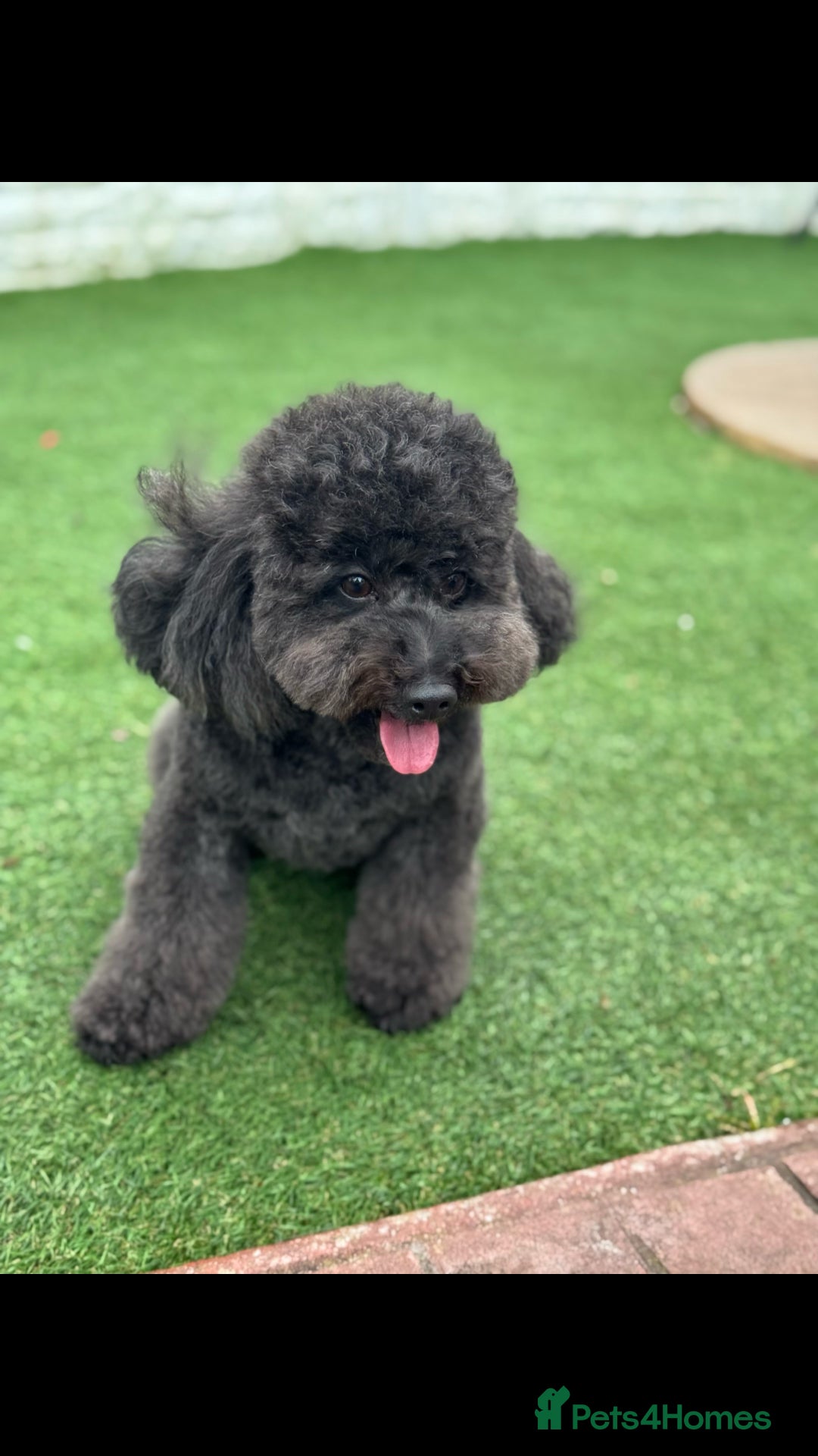 Toy Poodle dogs for sale: Toy poodle  - Advert 2