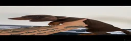Miniature Dachshund dogs for sale: Miniature KC  dachshund puppies - Advert 8