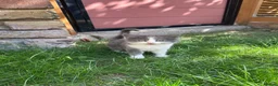 British Shorthair cats for sale: 4 Girls & 2 Boys Kittens Available - Advert 19