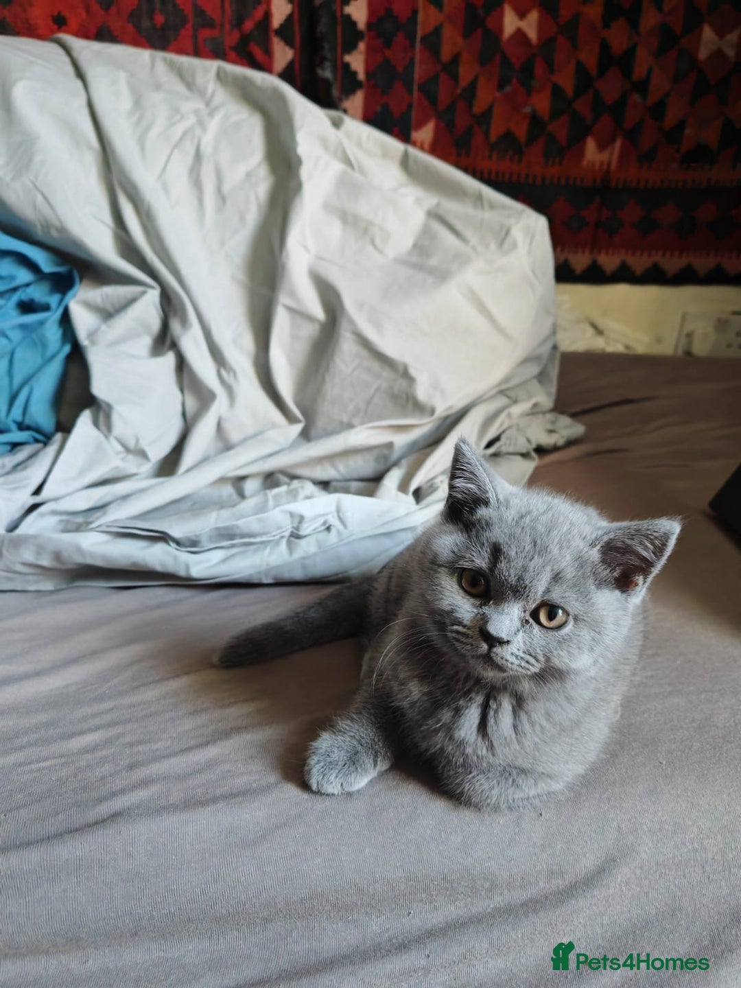 British Shorthair cats for sale: Blue/Lilac British Shorthair Kittens - Advert 3