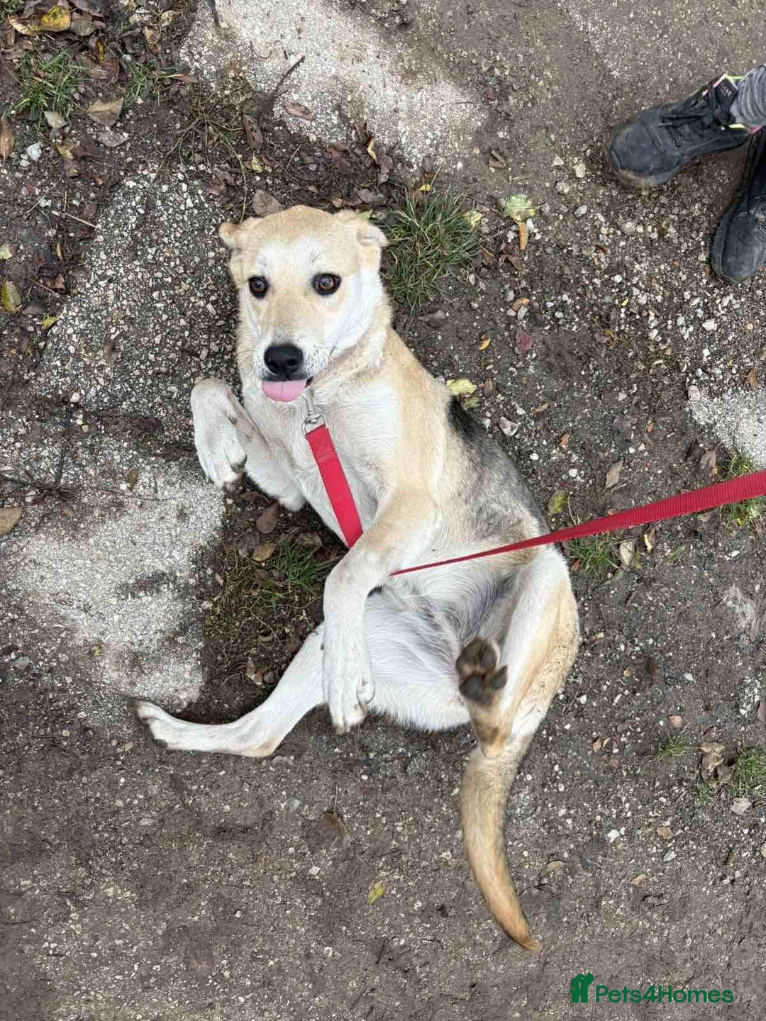 Mixed Breed dogs for adoption: Clara, 1.5 yrs approx. Available for adoption. - Advert 10