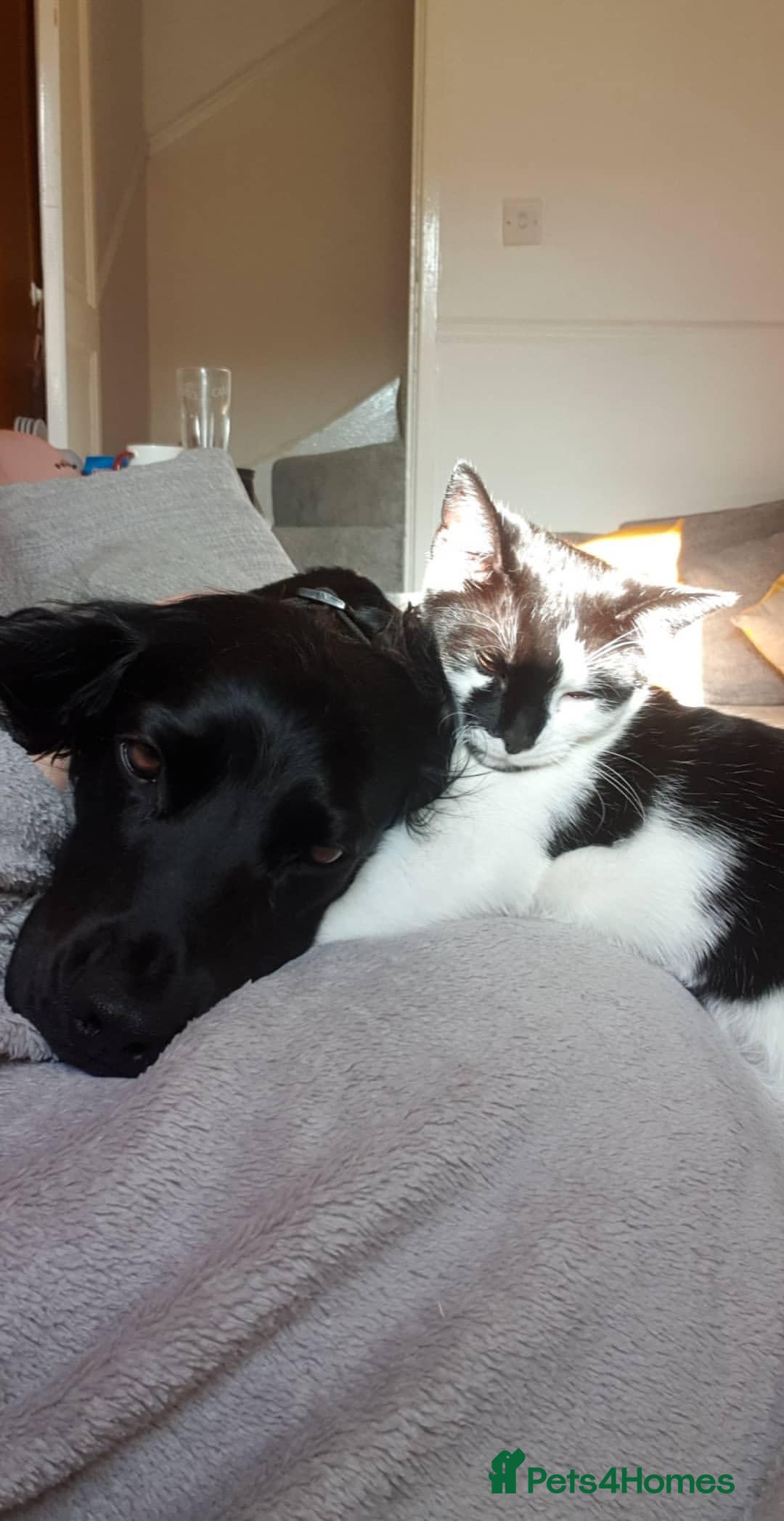 Cocker Spaniel dogs for stud: KC Registered Working Cocker Spaniel STUD - Advert 4