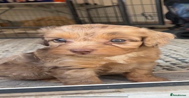 Cockapoo dogs - Advert 8