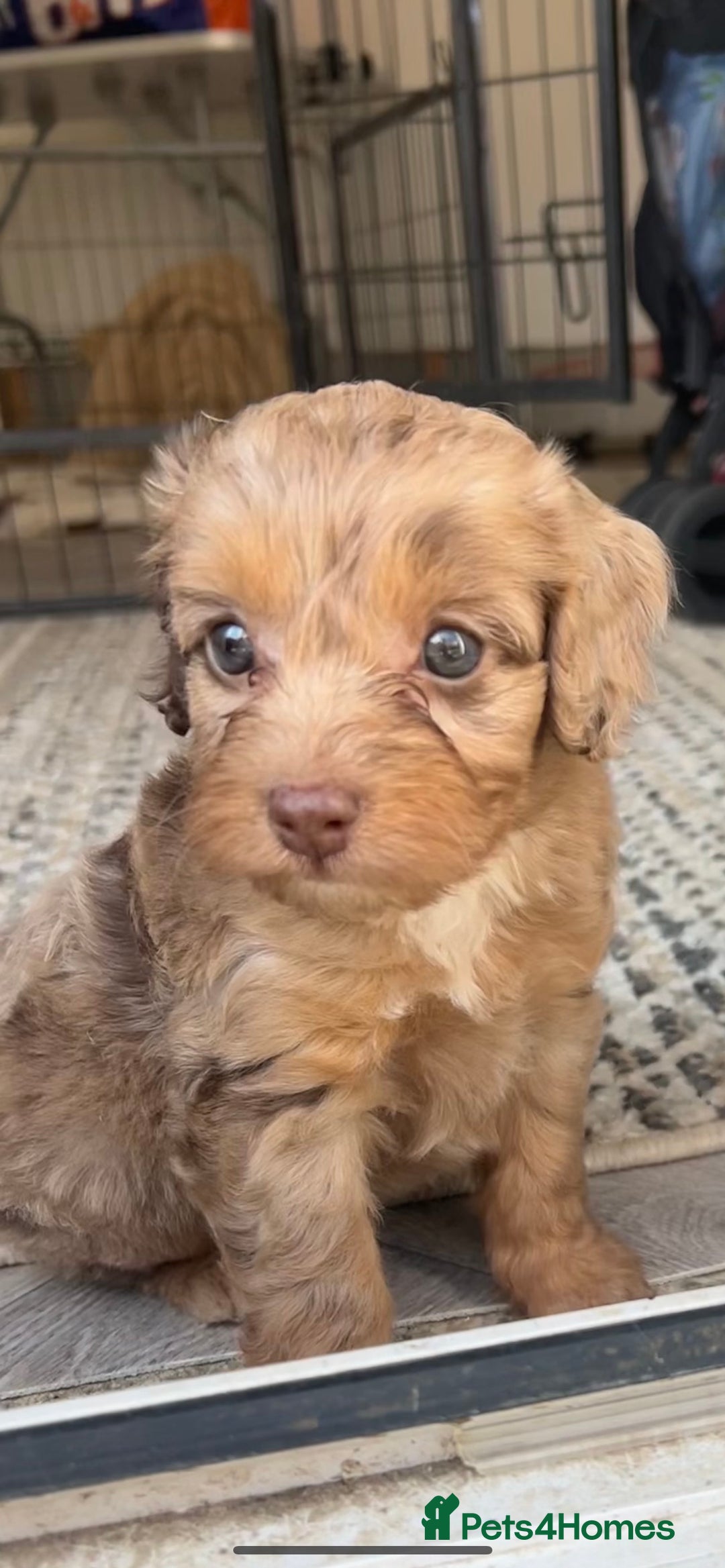 Cockapoo dogs for sale: ** READY NOW DNA health tested Cockapoos  ** - Image 2