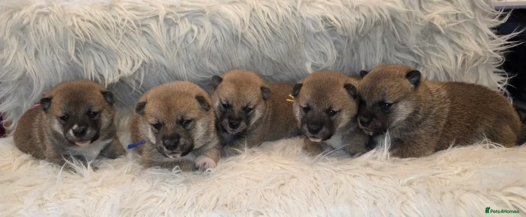 Japanese Shiba Inu dogs for sale: Outstanding Japanese Shiba Inu - Advert 5