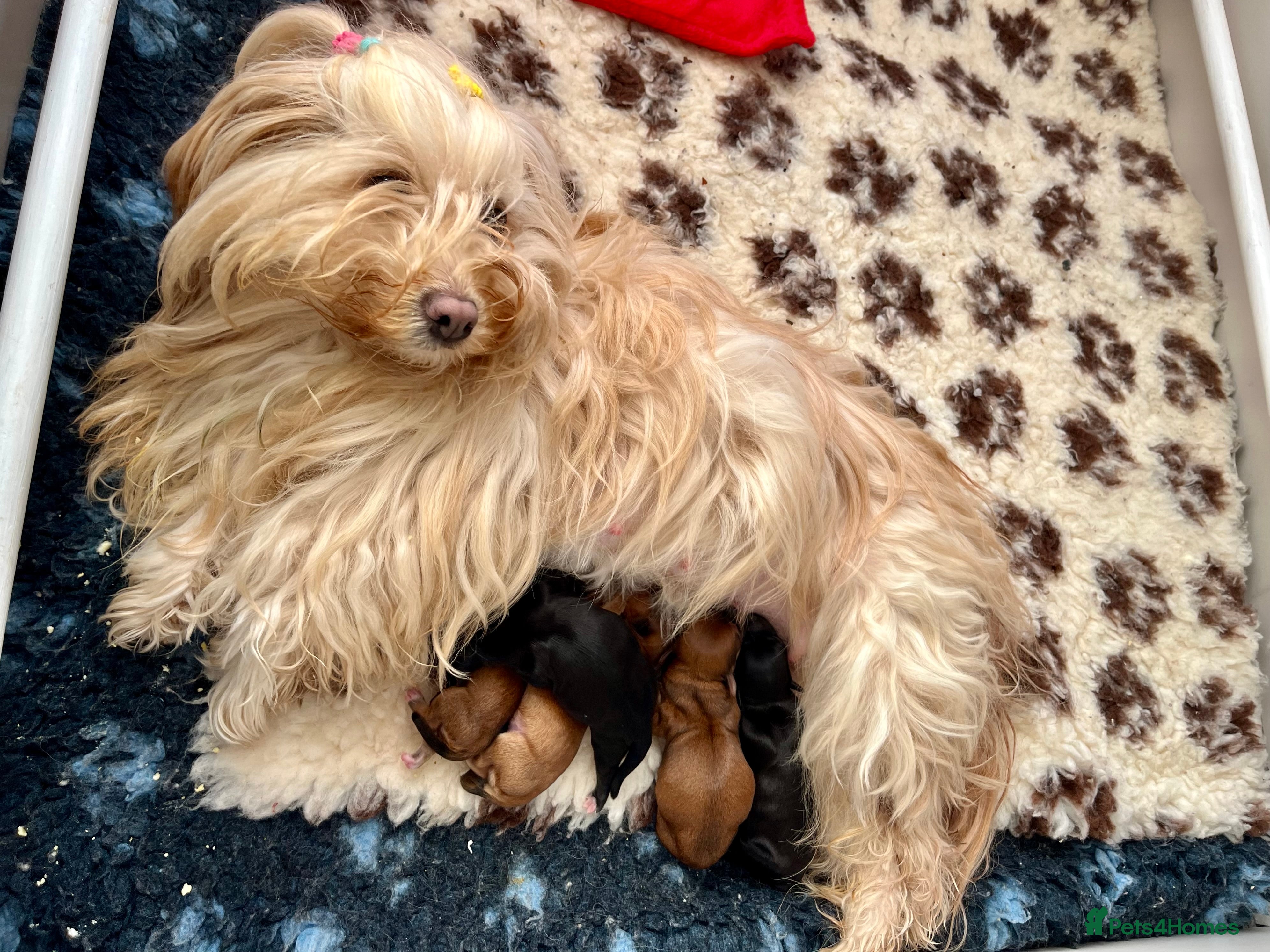 Havanese dogs for sale: Pure breed, Kennel club registered from show dogs  - Advert 1