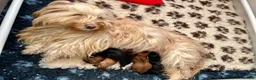 Havanese dogs for sale: Pure breed, Kennel club registered from show dogs  - Advert 1