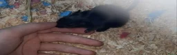 Gerbil rodents for sale: 2 male gerbil's  in Shildon - Advert 2