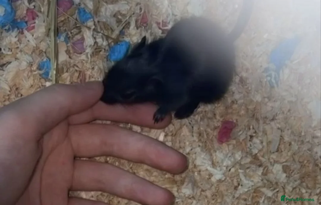 Gerbil rodents for sale: 2 male gerbil's  in Shildon - Advert 2