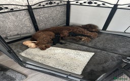Mixed Breed dogs for sale: Beautiful standard size labradoodle x bernedoodle - Image 6