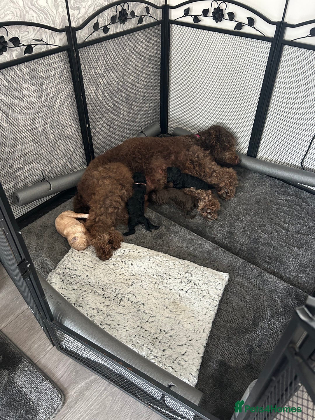 Mixed Breed dogs for sale: Beautiful standard size labradoodle x bernedoodle - Image 6