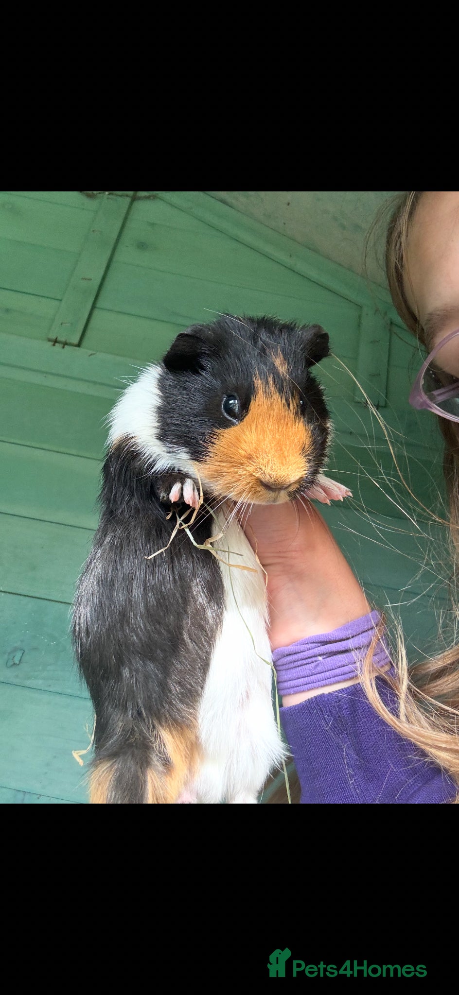 Guinea Pig rodents Mixed litre of guinea pigs  - Advert 18