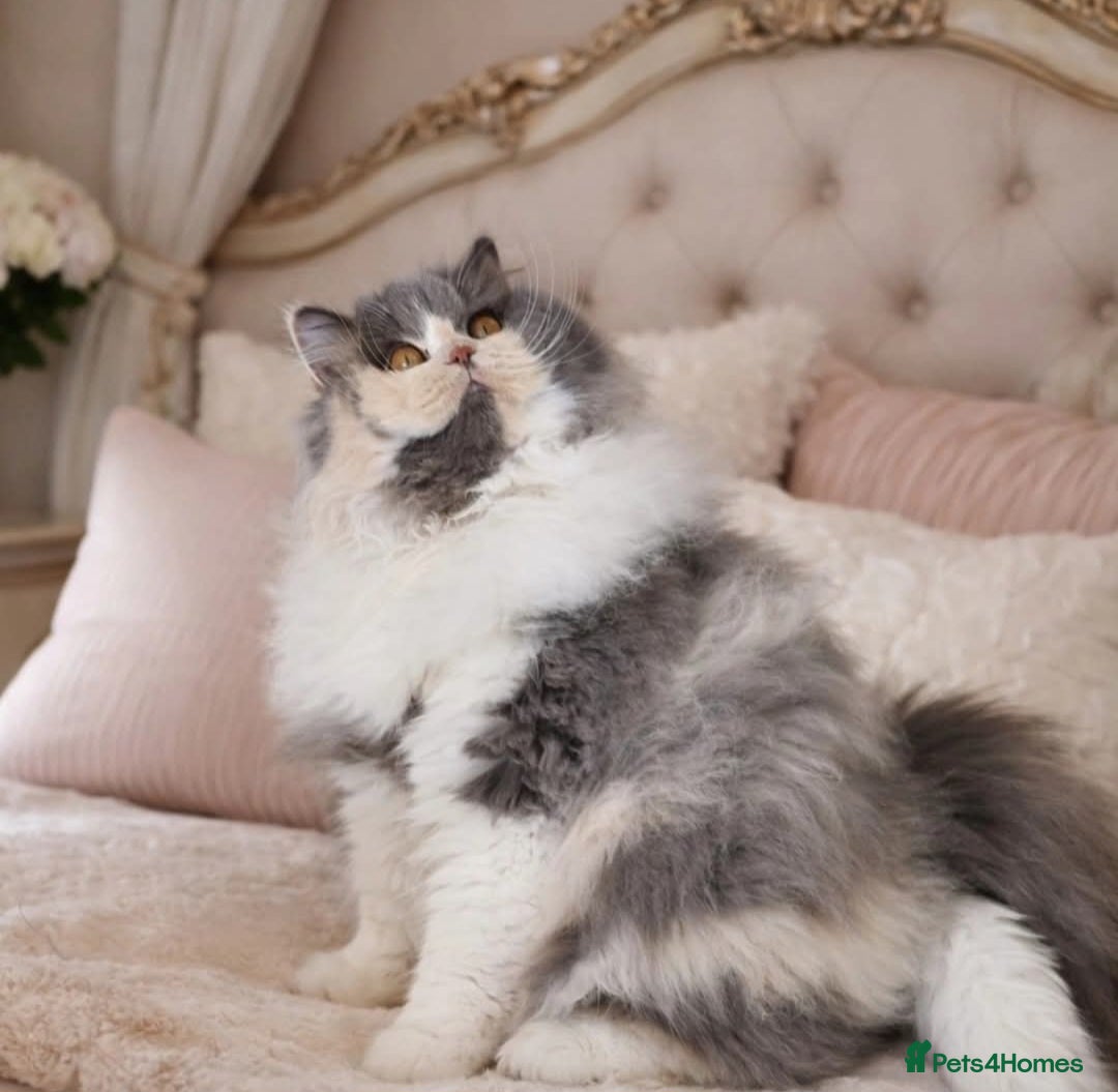 British Shorthair cats CHAMPION SIRED BRITISH SHORTHAIR KITTENS 😸  - Advert 3
