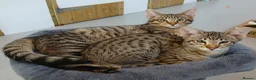 Savannah cats for sale: Two amazing Savannah boys - Advert 1