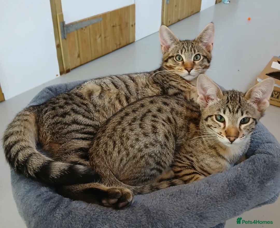 Savannah cats for sale: Two amazing Savannah boys - Advert 1