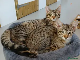 Savannah cats Two amazing Savannah boys - Advert 17