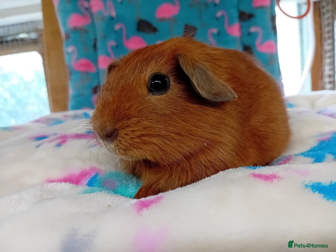 Guinea Pig rodents for sale: Baby Boars Different Breeds Available  - Image 16