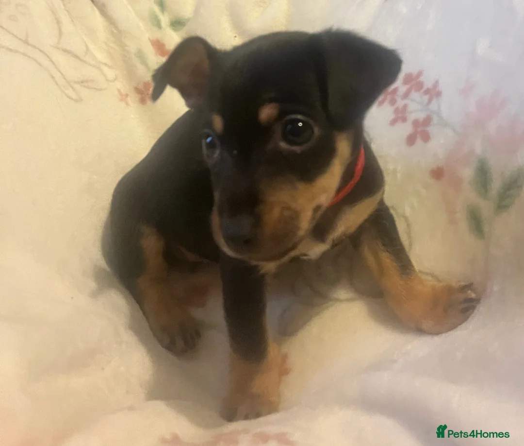 Jack Russell dogs for sale: Miniature rare natural bobtailed jack Russells - Advert 13