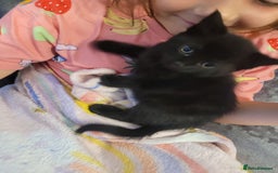Mixed Breed cats for sale: Mixed British blue kittens  - Image 21
