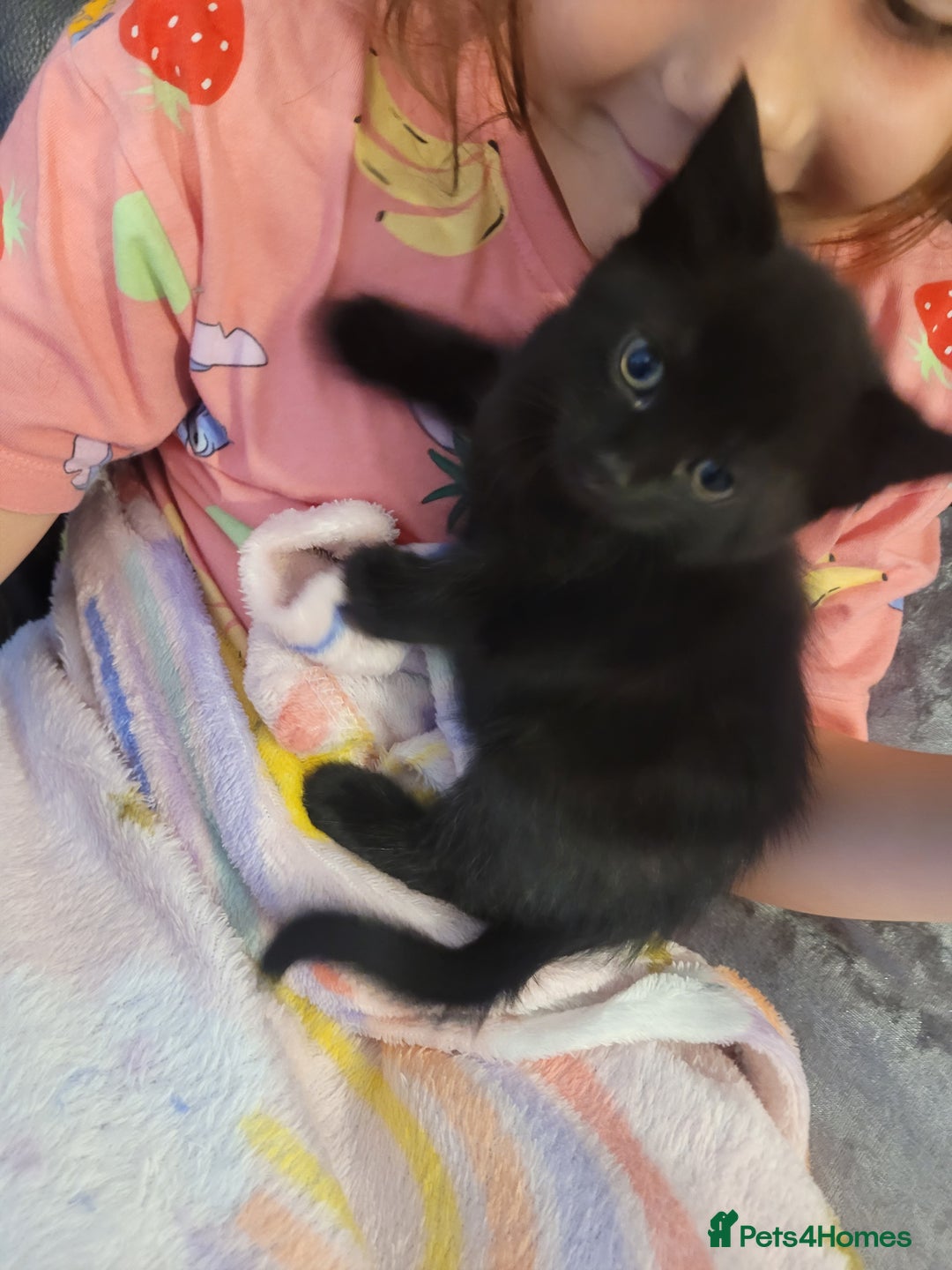 Mixed Breed cats for sale: Mixed British blue kittens  - Image 21