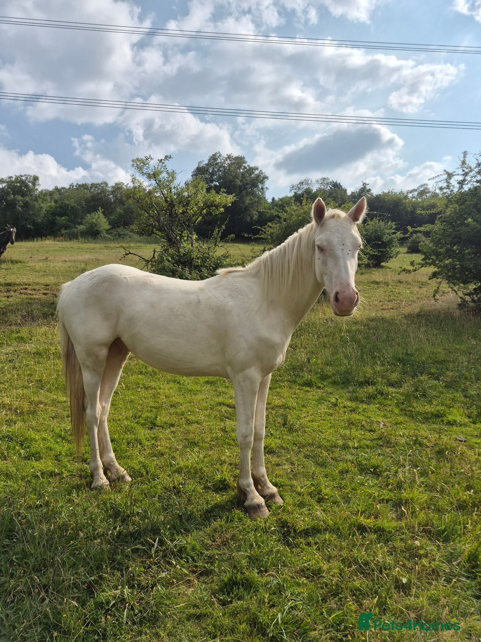 Trakehner horses 3 Year Old Cremello  - Advert 1