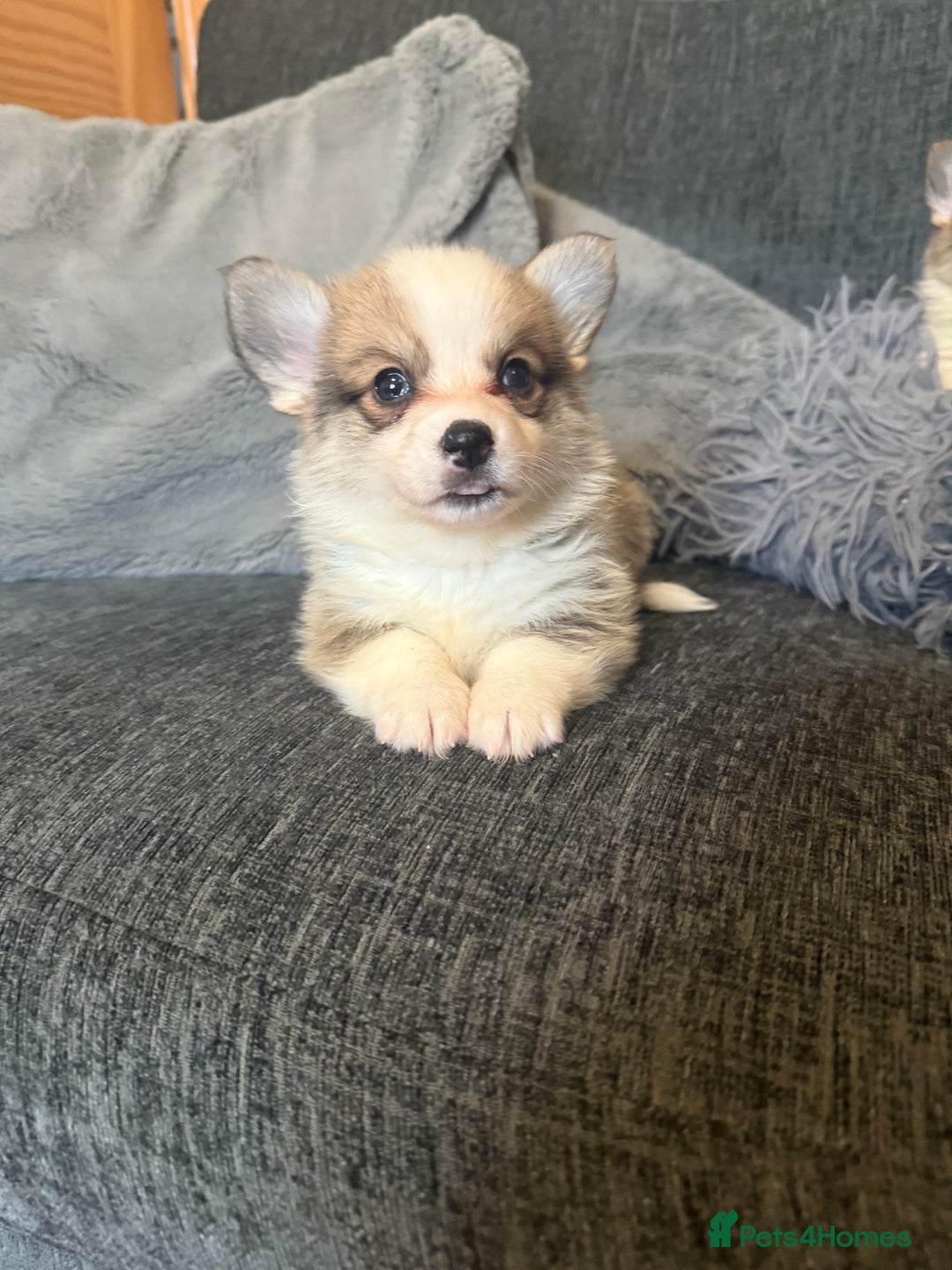 Welsh Corgi Pembroke dogs for sale: Kc reg Pembroke corgi babies available  - Advert 20