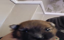 Pomeranian dogs for sale: Pomerian pups  - Image 15