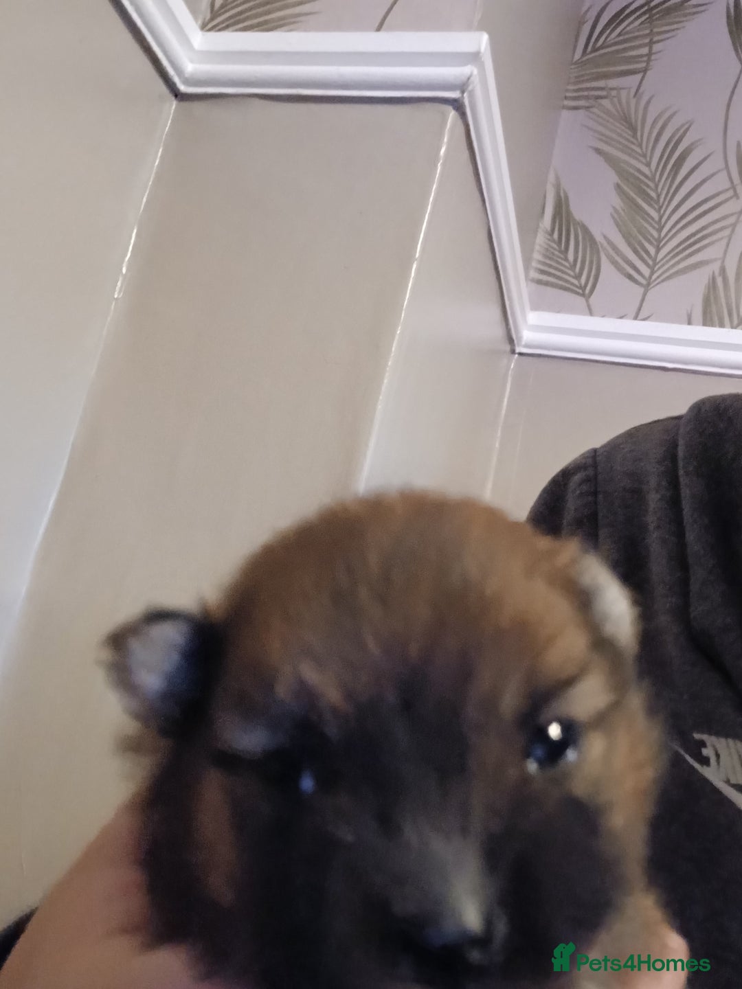 Pomeranian dogs for sale: Pomerian pups  - Image 15