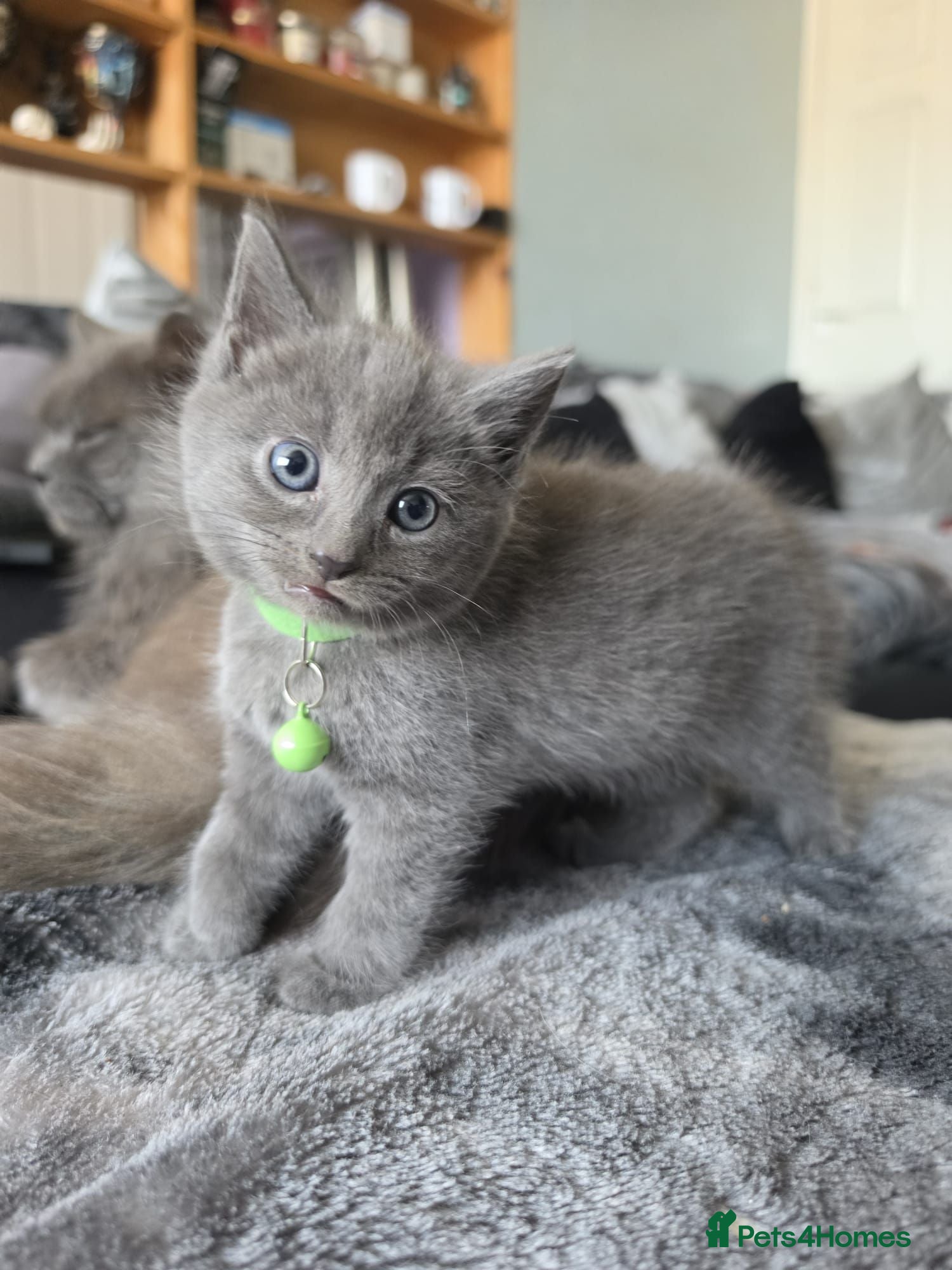 Mixed Breed cats Stunning kittens ready now - Advert 2