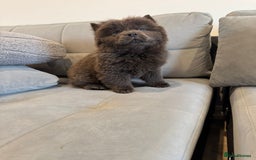 Chow Chow dogs for sale: Amazing chows  price reduced  in Enfield - Image 1