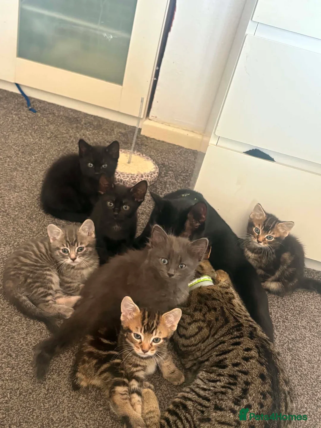 Mixed Breed cats for sale: 5 adorable mixed breed kittens - Advert 1