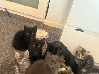 Mixed Breed cats 5 adorable mixed breed kittens - Advert 2