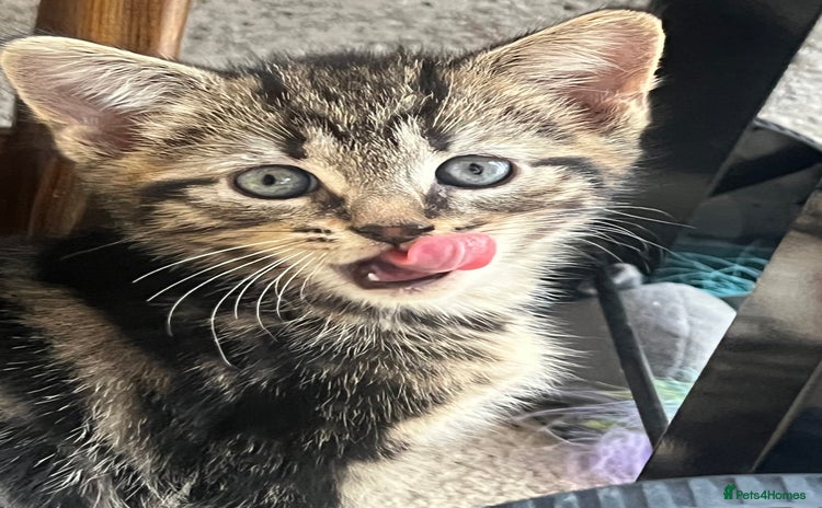 Domestic Shorthair cats - Advert 6