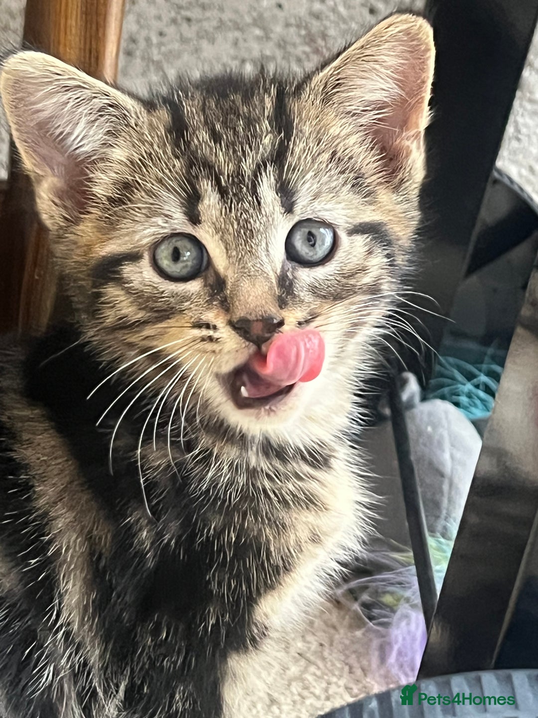 Domestic Shorthair cats for sale: 🐾 Kittens Looking for Loving Homes 🐾 - Image 1