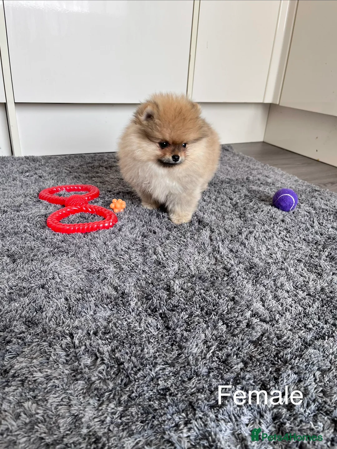 Pomeranian dogs for sale: Top Quality🔥Very Tiny🐻 - Advert 2