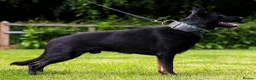 German Shepherd dogs for sale: Fully health tested strong bi colour male - Advert 2