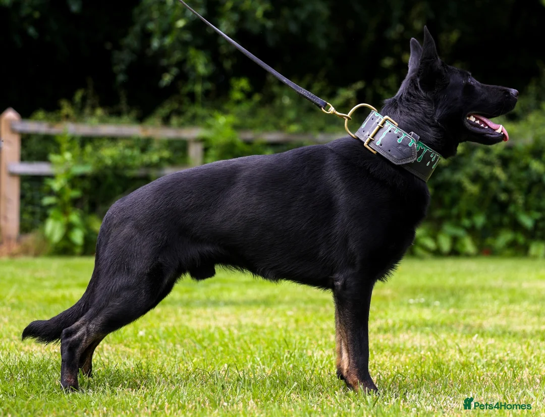 German Shepherd dogs for sale: Fully health tested strong bi colour male - Advert 2