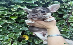 French Bulldog dogs for sale: READY NOW French bulldog puppies for sale - Image 7