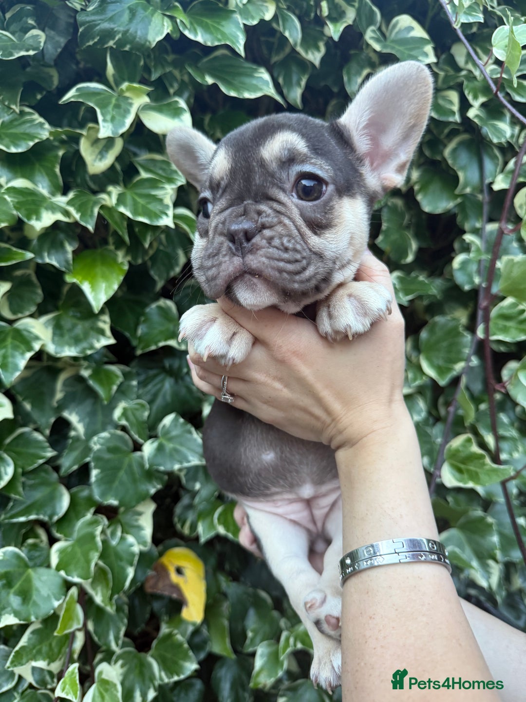 French Bulldog dogs for sale: READY NOW French bulldog puppies for sale - Image 7