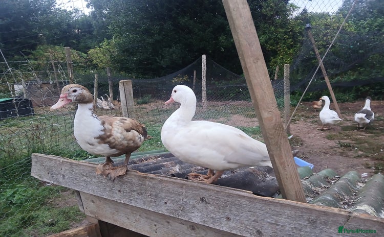 Ducks poultry - Advert 2