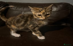 Mixed Breed cats for sale: 5 baby’s ready for there forever homes  - Image 18