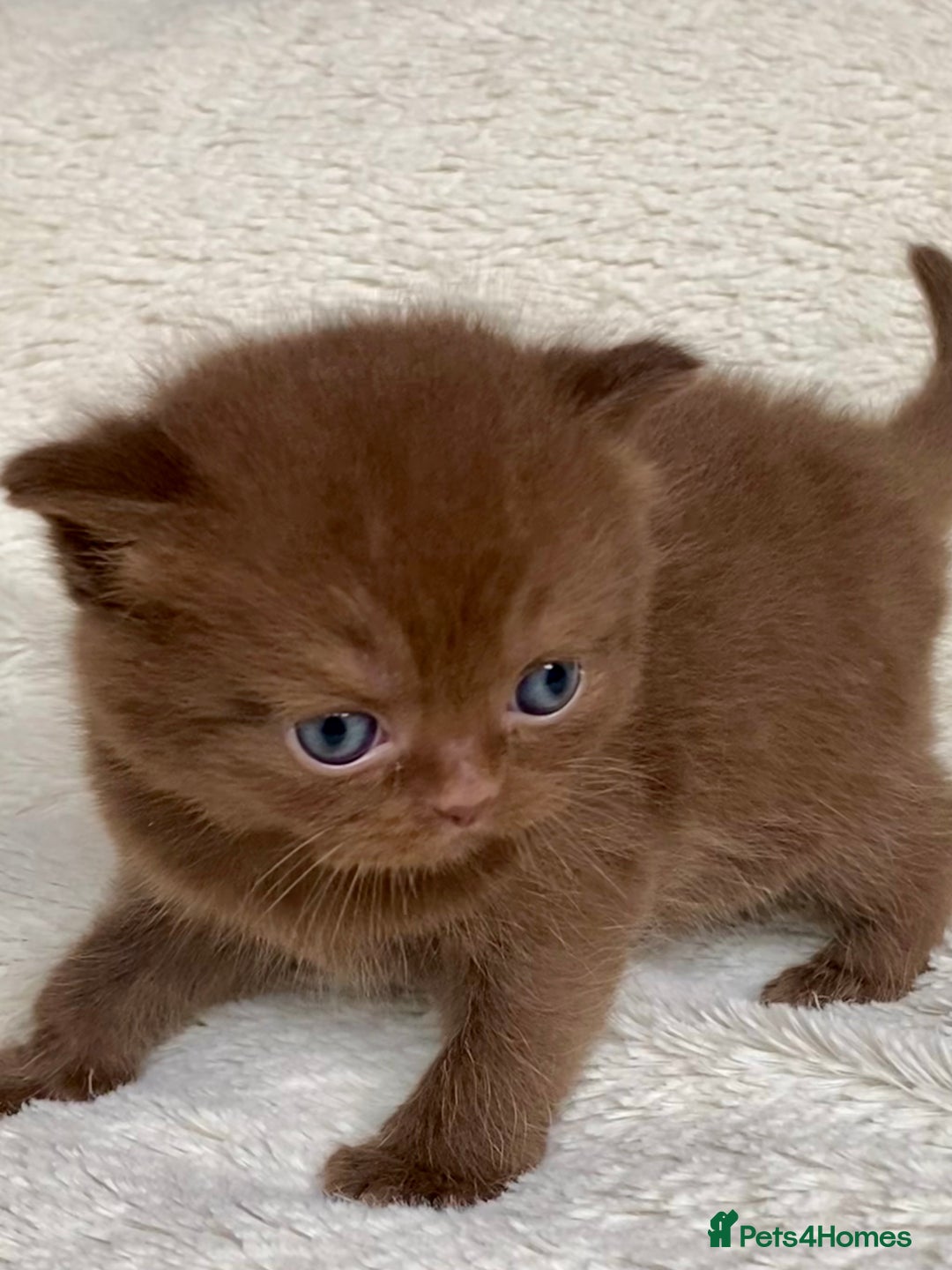 British Longhair cats for sale: Excellent show class kittens  - Image 6