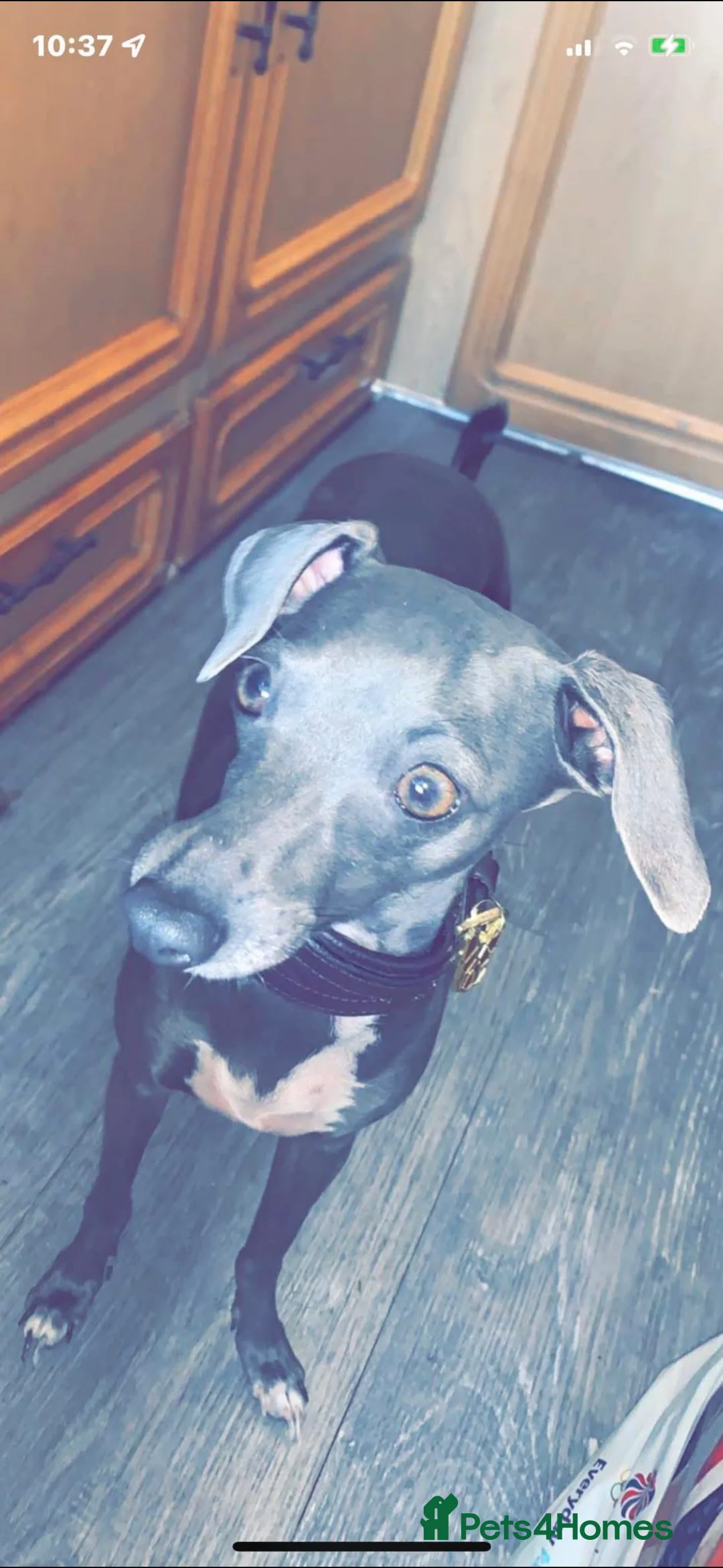 Italian Greyhound dogs for sale: 3 Stunning Italian greyhound puppies🐾💙💕  - Advert 8