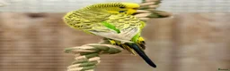 Budgerigars birds for sale: Budgie Chicks/Adults Available in Norwich - Advert 4