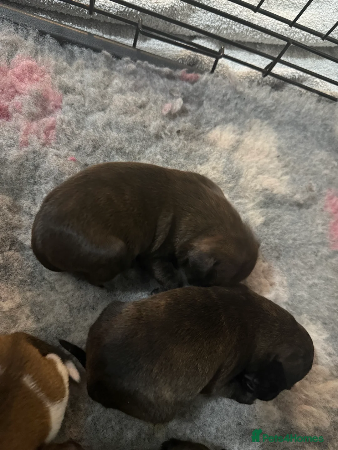 Staffordshire Bull Terrier dogs for sale: Staffie pups  - Advert 8